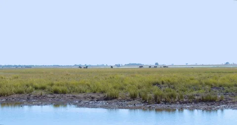 Wild African Elephants Vídeo Stock 104965215