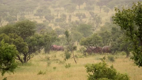 Wild African elephants Stock Footage 232870540
