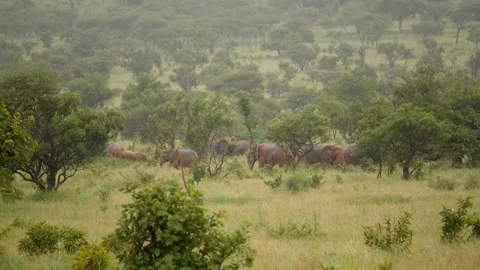Wild African elephants Stock Footage 232870599