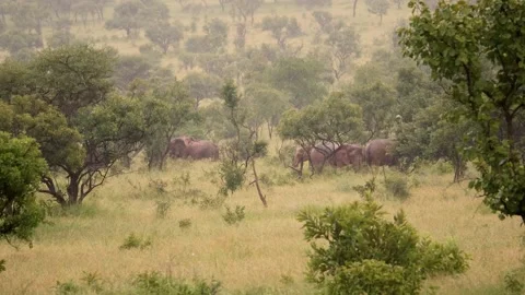 Wild African elephants Stock Footage 232870639