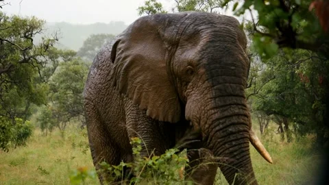 Wild African elephants Stock Footage 232870728