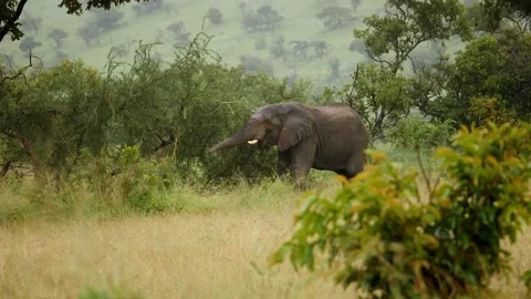 Wild African elephants Stock Footage 232871012