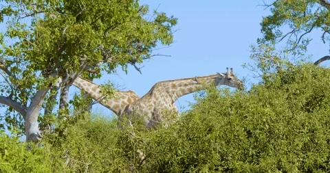 Wild African giraffe Vídeo Stock 104966413