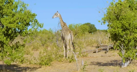 Wild African giraffe 動画素材 104966576