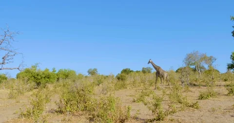 Wild African giraffe Vídeo Stock 104966587
