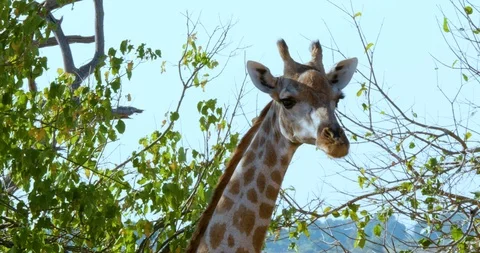 Wild African giraffe Vídeo Stock 104966656