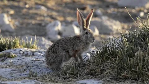Wild african hare eating grass Stock Footage 119843110