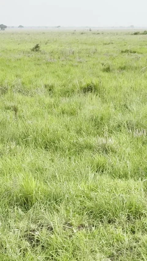 Wild African jackal with large ears moving in tall green grass vertical Vidéo 344476796