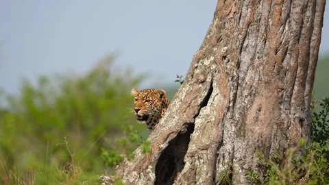 Wild African Leopard Cub ready to climb tree looking up at branch Stock Footage 341125362