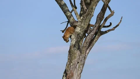 Wild African Leopard Feeding on Captured Warthog in a Tree Canopy at Maasai Stock Footage 340549926