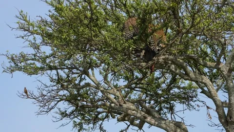 Wild African Leopard Feeding on Captured Warthog in a Tree Canopy at Maasai Stock Footage 340549944