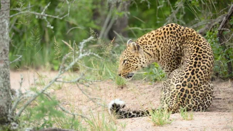 Wild African Leopard Grooming And Resting In Greater Kruger National Park Stock Footage 338155306