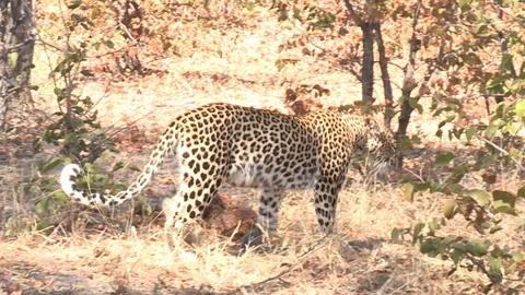 Wild African Leopard in long grass Video stock 106410068