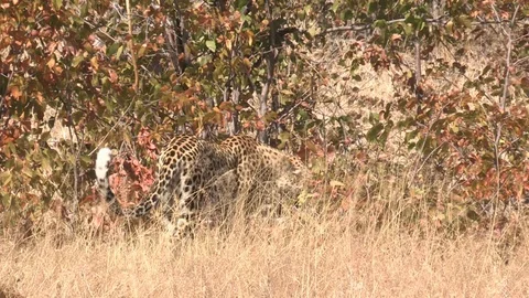 Wild African Leopard in long grass Video stock 106410391