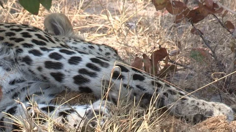 Wild African Leopard in long grass Video stock 106410834
