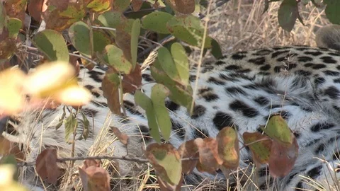 Wild African Leopard in long grass Video stock 106411010