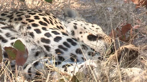Wild African Leopard in long grass Video stock 106411126