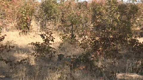 Wild African Leopard in long grass Video stock 106411128
