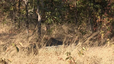 Wild African Leopard in long grass Video stock 106411485