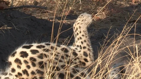 Wild African Leopard in long grass Video stock 106412001