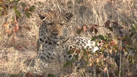 Wild African Leopard in long grass Video stock 106412133