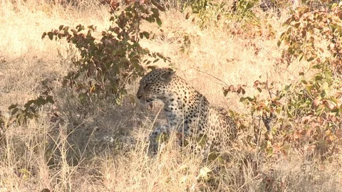 Wild African Leopard in long grass Video stock 106412222