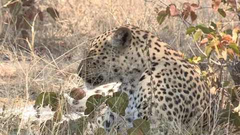 Wild African Leopard in long grass Video stock 106412279