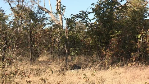 Wild African Leopard in long grass Video stock 106412460