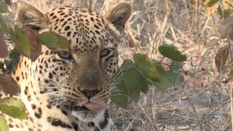 Wild African Leopard in long grass Video stock 106412812