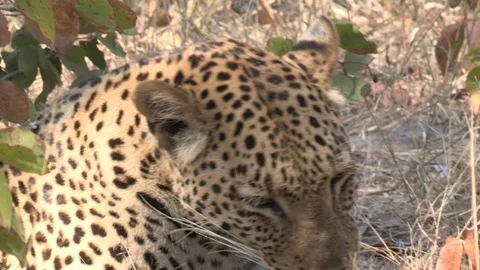 Wild African Leopard in long grass Video stock 106412838