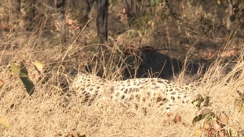 Wild African Leopard in long grass Video stock 106412846
