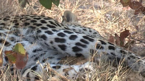 Wild African Leopard in long grass Video stock 106413015