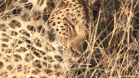Wild African Leopard in long grass Video stock 106413106