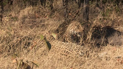 Wild African Leopard in long grass Video stock 106414573