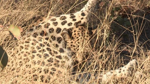 Wild African Leopard in long grass Video stock 106415735