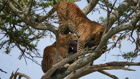 Wild African Leopard Mother pulling a Warthog Kill with Her Cub High in an Stock Footage 341434646