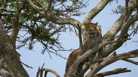 Wild African Leopard Pausing on a Tree Branch While Overlooking the Vast Stock Footage 341434631