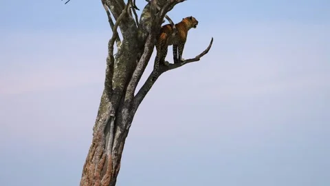 Wild African Leopard Perched Above the Savannah Scanning for Prey in Maasai Mara Stock Footage 341434652