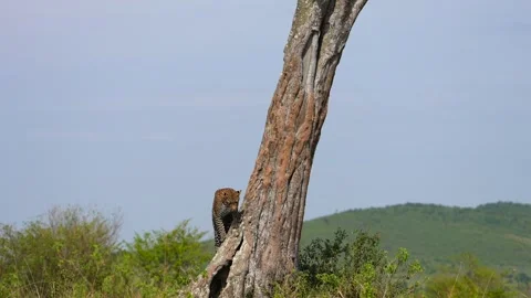 Wild African Leopard Resting on an Acacia Tree Branch in Maasai Mara National Stock Footage 341124338