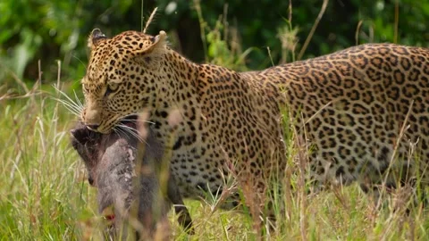 Wild African Leopard Transporting a Warthog Carcass Across Maasai Mara National Stock Footage 341342224