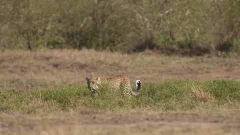 Wild African Leopard Walking Calmly Across Dry Grass While Searching for Prey Stock Footage 337560969