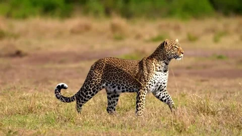 Wild Leopard Stock Video Footage | Royalty Free Wild Leopard Videos | Pond5