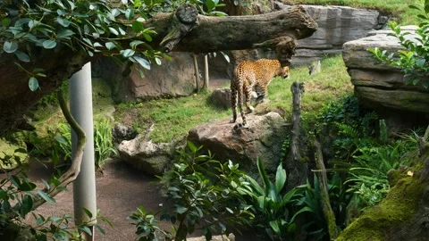 Wild African leopard walking on grass in the forest. Wild African leopard. Stock Footage 209564816