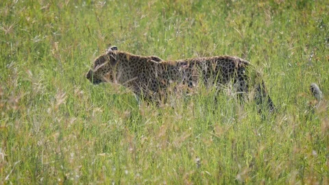 Wild African Leopard Walks In High Grass Of Savannah 스톡 동영상 111666670