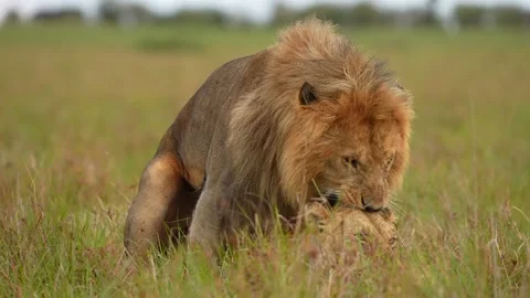 Wild African Lion Pair Displaying Natural Mating Behavior in Grassland Stock Footage 339773674