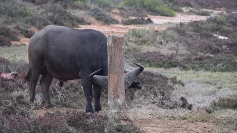 Wild African male buffalo scratching his horns Stock Footage
