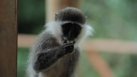 Wild African monkey eating bread Stock Footage 169666910