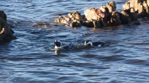Wild African penguins swimming in the sea Stock Footage