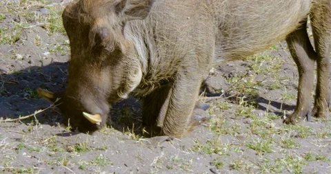 Wild African Warthogs rooting for food Vídeo Stock 104965151