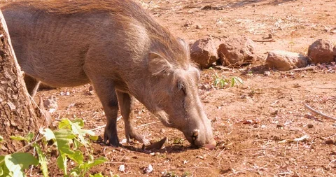 Wild African Warthogs rooting for food Vídeo Stock 104989124
